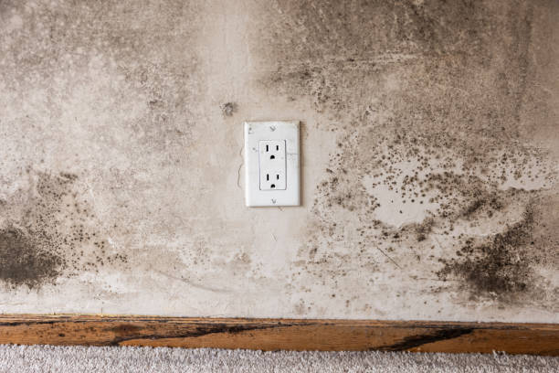Best Mold Odor Removal Services  in Griffin, GA