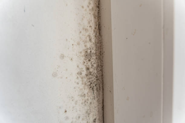  Griffin, GA Mold Removal Pros
